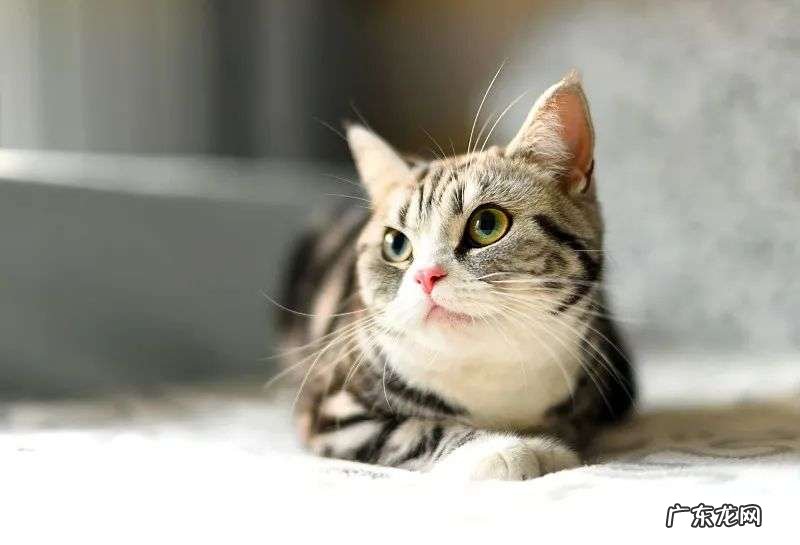 多花数千元为猫赎身，哪些人在买租赁猫？