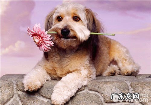 犬的零食应当怎样选择及喂养