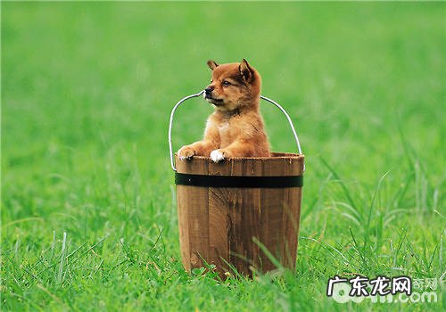 小狗玩具的管理方法关键点