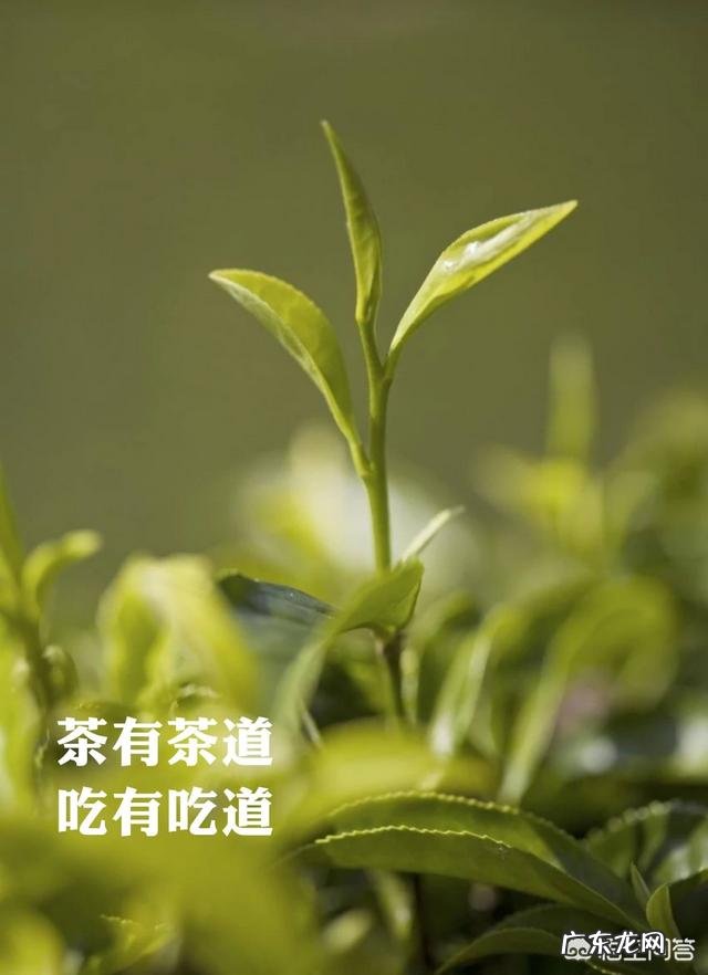 喝什么茶不会影响睡眠呢?
