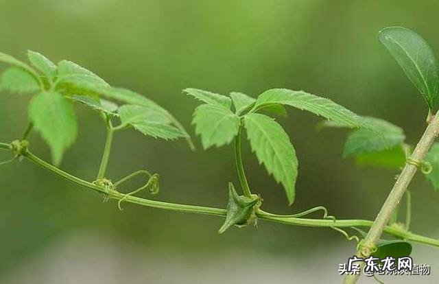 绞股蓝是一种什么植物?有图片看吗?