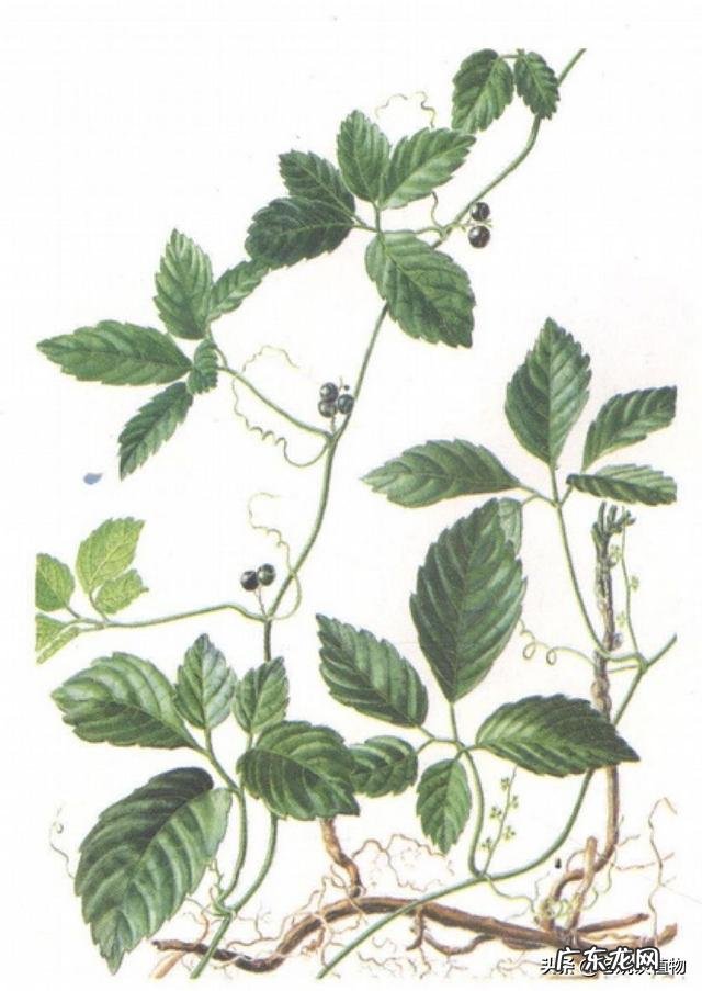 绞股蓝是一种什么植物?有图片看吗?