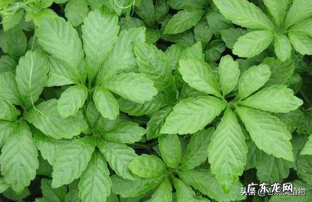 绞股蓝是一种什么植物?有图片看吗?