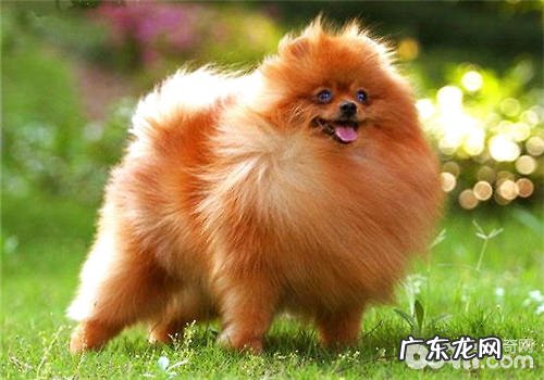 美毛粉是否可以使在小狗换毛期用