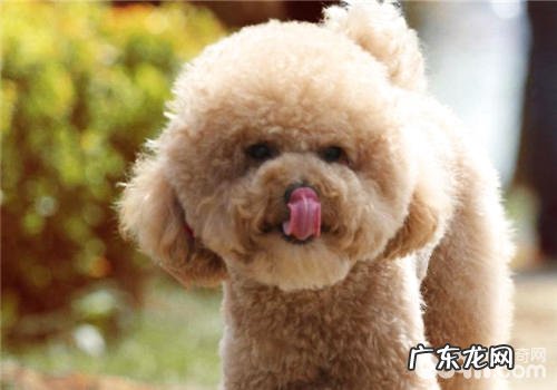 什么用具不可以做泰迪犬的小玩具