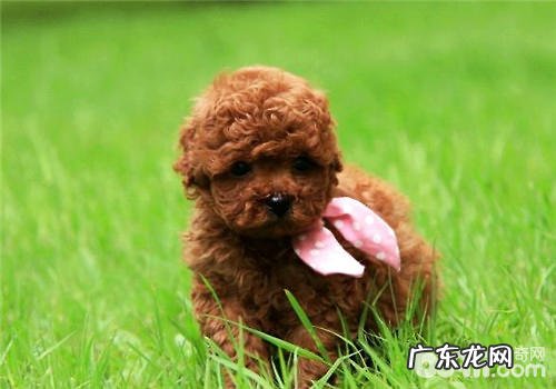 喂小狗狗营养膏的常见问题