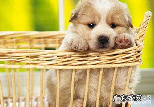 要想撒狗粮,先问狗同不同意