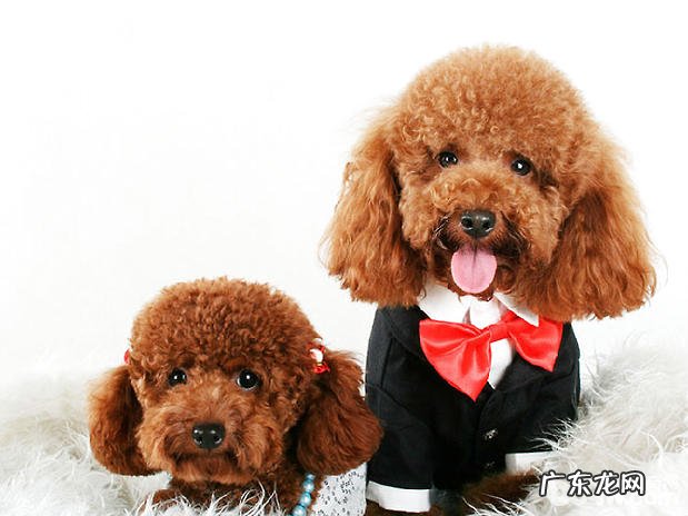 泰迪犬有什么疑难问题