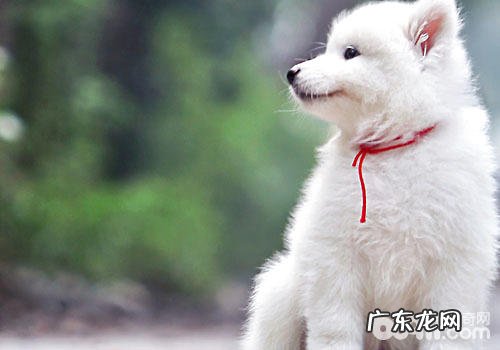 为什么有的小狗性格孤僻