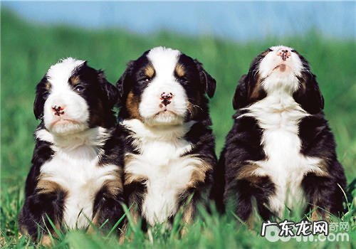 什么叫纯天然宠物饲料?