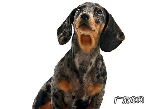 小狗的排便有什么伤害