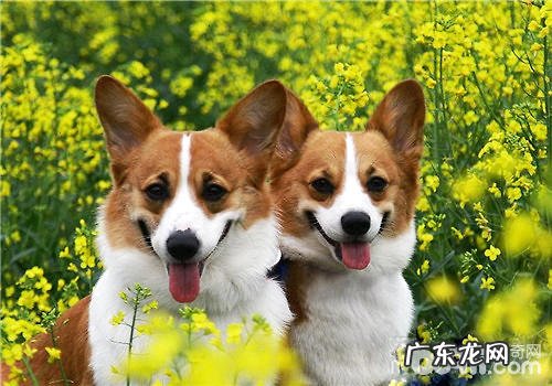 什么小狗食材不容易消化吸收