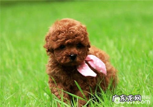 狗婴儿奶粉的常见方式详细介绍