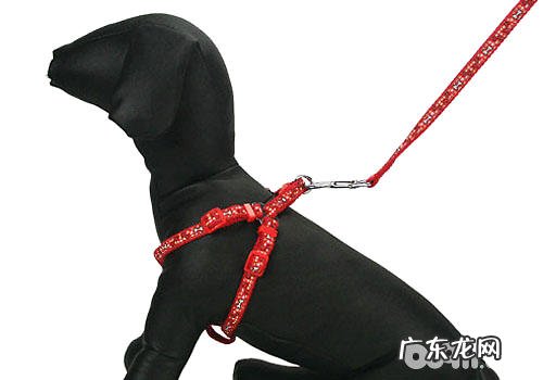 应用狗狗牵引绳的一些提议