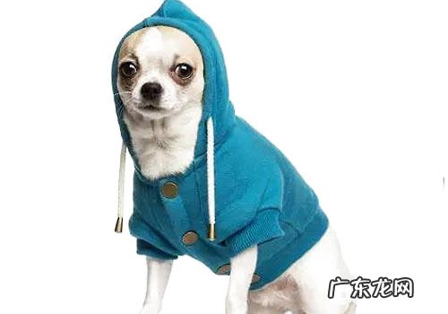 狗狗衣服夏天还要穿吗