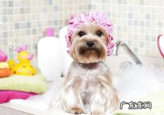 弄错狗沐浴乳的危害有什么