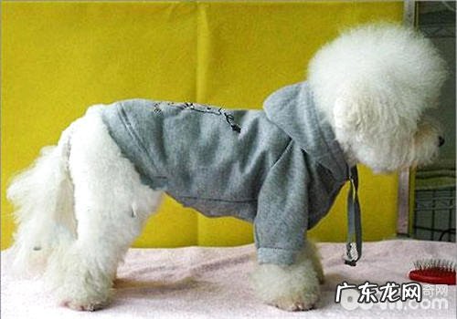 狗狗衣服的穿衣搭配注重