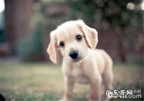 狗狗零食配搭喂养更强