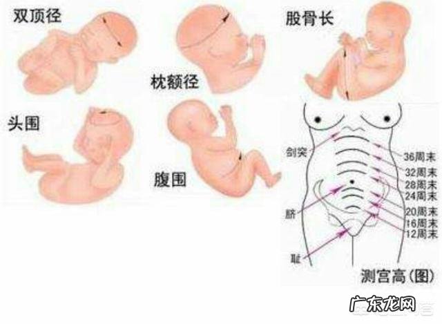 产检时，如何用双顶径来判断孩子的发育大小？