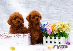 小泰迪零食喂养的六大错误观念