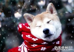 海外养宠物的有关法律法规