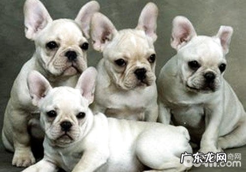 狗狗打嗝的留意点