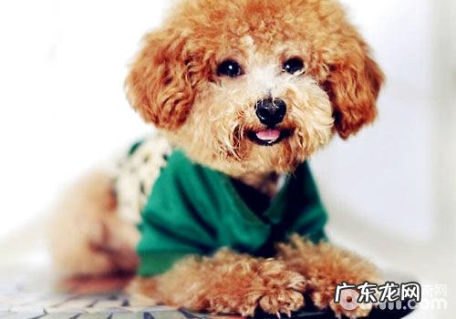 哪些的狗不宜穿狗衣服