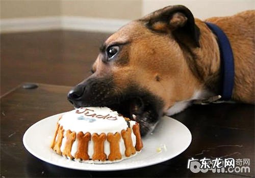 喂狗狗蛋糕时应当留意什么难题