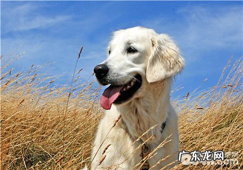 小狗美白牙膏有什么特性