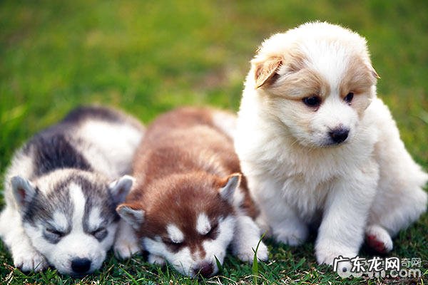 幼狗奶糕和幼狗粮的差别