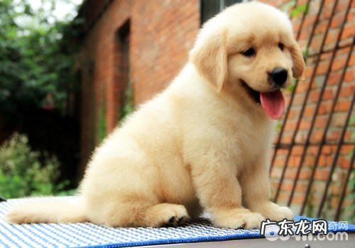 怎么让金毛的背毛光洁好看