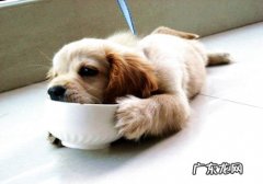 金毛狗狗饲养全过程中的普遍错误观念