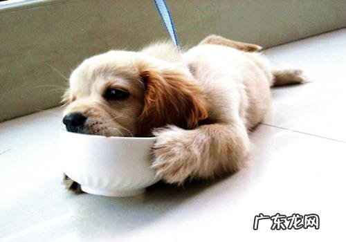 金毛狗狗饲养全过程中的普遍错误观念