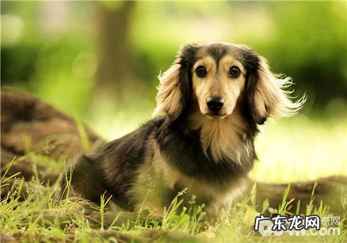 小狗狗营养膏的三种喂养方式