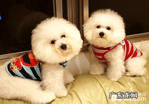 比熊晚上睡眠不好的解决方案