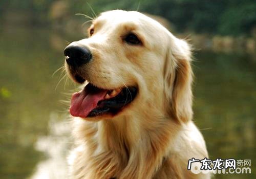 金毛狗粮的特性详细介绍