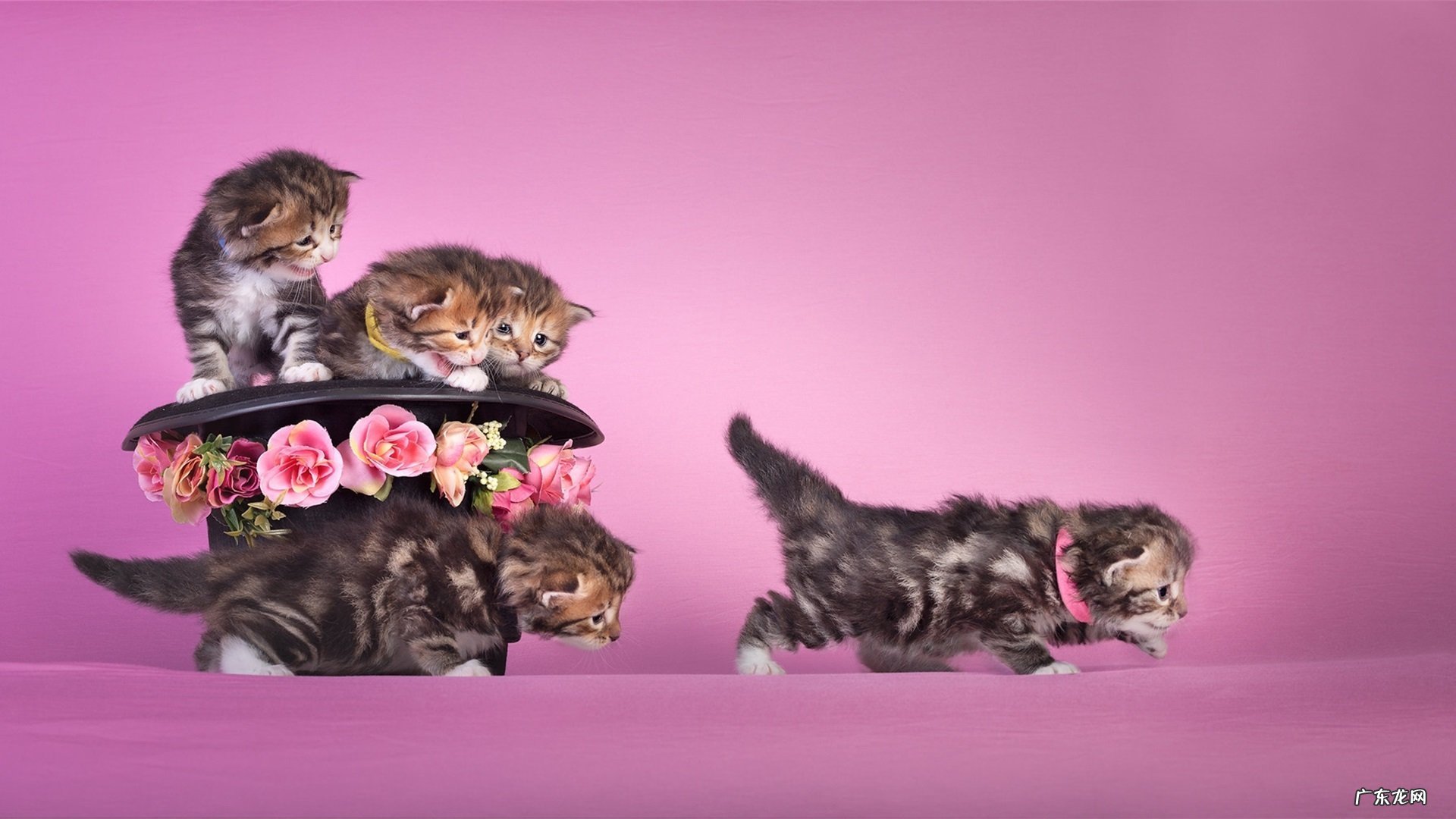 碧缘纤减肥药吃了会不会便秘