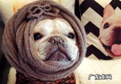 斗牛犬挑食怎么办？