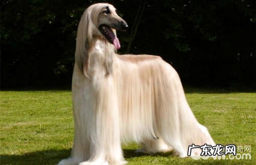 阿富汗猎犬为何遭禁养