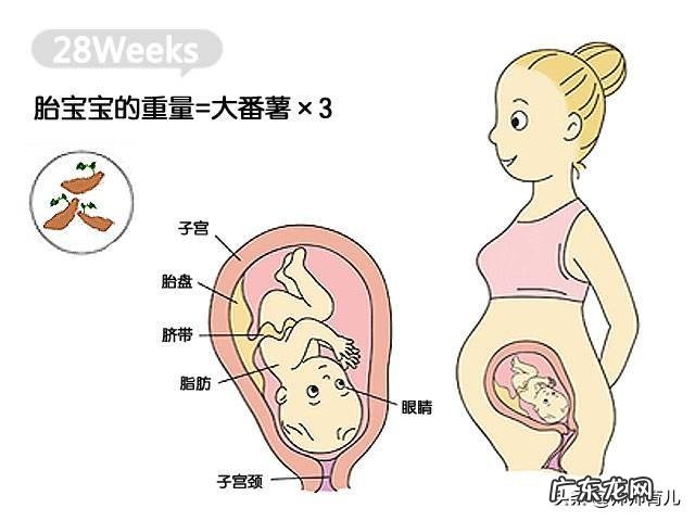 怀孕七个月宝宝不到3斤正常吗？