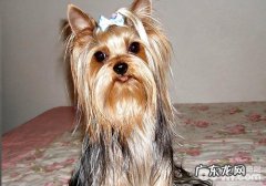 约克夏购买时如何看成色？