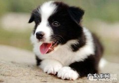 边境牧羊犬的脚步训炼