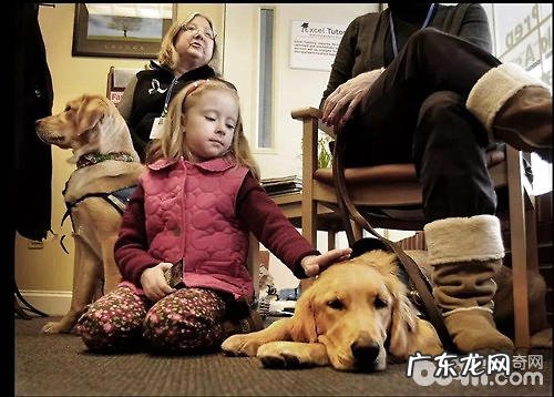 伤心就怀着我哭一会吧——弗罗里达枪击事件后,宽慰犬考虑了