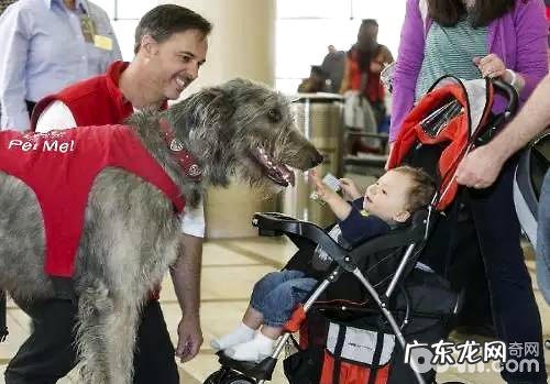 伤心就怀着我哭一会吧——弗罗里达枪击事件后,宽慰犬考虑了