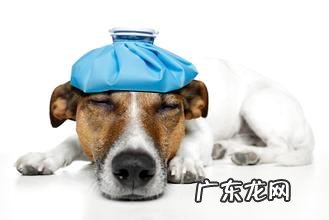 怎么知道小狗吃饱没