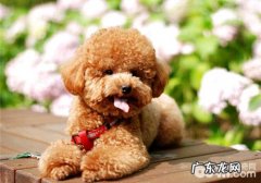 接泰迪狗狗回家了前的准备工作