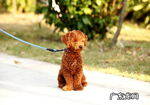 牵引带柔韧性最重要