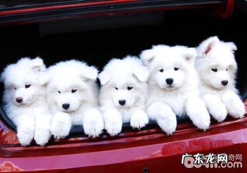 教你如何判断萨摩耶和银狐的幼狗