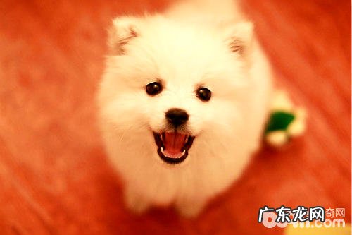 银狐犬能長多少