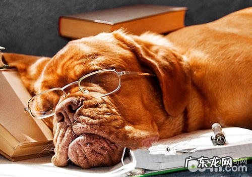 老年人犬犬粮饲养的常见问题